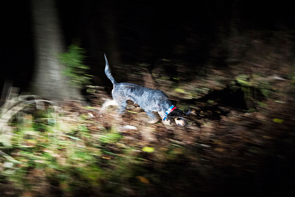 A Good Night's Hunt: Raccoon Hunting in Missouri